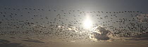 Snow Goose (Chen caerulescens) flock flying over Skagit River flats, Washington