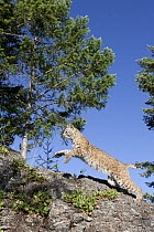 Bobcat (Lynx rufus) jumping, Montana