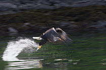 Bald Eagle (Haliaeetus leucocephalus) catching herring, Craig, Alaska