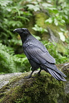 Common Raven (Corvus corax), Anan Creek, Alaska
