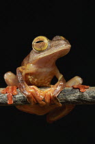 Harlequin Flying Tree Frog (Rhacophorus pardalis), Kubah National Park, Sarawak, Borneo, Malaysia