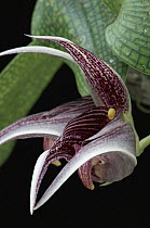 Rainforest Orchid (Bulbophyllum reticulatum) flower, endemic to limestone forests, Semengoh Forest Reserve, Sarawak, Borneo, Malaysia