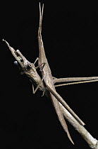 Grass-blade Grasshopper (Acrida sp) camouflaged on branch, Khao Yai National Park, Thailand