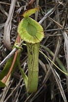 Pitcher Plant (Nepenthes mirabilis) upper pitcher, Miri, Sarawak, Borneo, Malaysia