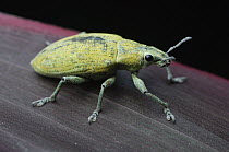 True Weevil (Hypomeces squamosus), Lawas, Sarawak, Borneo, Malaysia