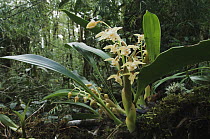 Orchid (Chelonistele sp) flowering in tropical rainforest, Pulong Tau National Park, Gunung Murud, Sarawak, Borneo, Malaysia