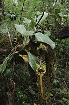 Pitcher Plant (Nepenthes hurrelliana) with pitcher, Pulong Tau National Park, Sarawak, Borneo, Malaysia