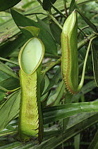 Pitcher Plant (Nepenthes tentaculata) upper pitchers, Pulong Tau National Park, Gunung Murud, Sarawak, Borneo, Malaysia