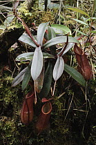 Pitcher Plant (Nepenthes mirabilis) rosette pitchers, Pulong Tau National Park, Gunung Murud, Sarawak, Borneo, Malaysia