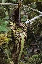 Pitcher Plant (Nepenthes hurrelliana) upper pitcher, Pulong Tau National Park, Gunung Murud, Sarawak, Borneo, Malaysia