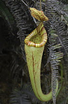 Pitcher Plant (Nepenthes vogelii) upper pitcher, Sarawak, Borneo, Malaysia