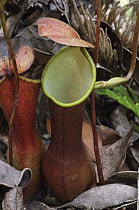 Reinwardt's Pitcher Plant (Nepenthes reinwardtiana) lower pitcher, Bareo, Sarawak, Borneo, Malaysia