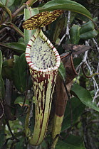 Narrow-leaved Pitcher Plant (Nepenthes stenophylla) upper pitcher, Bareo, Sarawak, Borneo, Malaysia
