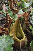 Veitch's Pitcher Plant (Nepenthes veitchii) terrestrial form of this usually epiphytic species, Bareo, Sarawak, Borneo, Malaysia