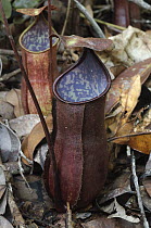 Pitcher Plant (Nepenthes bicalcarata) pitchers, Simunjan, Sarawak, Borneo, Malaysia
