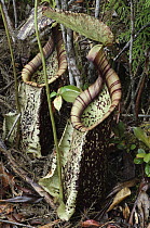 Pitcher Plant (Nepenthes rafflesiana) lower pitchers, Sarawak, Borneo, Malaysia