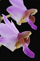 Orchid (Phalaenopsis pulcherrima) flowers, Sarawak, Borneo, Malaysia