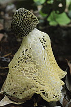 Stinkhorn (Phallus indusiatus) mushroom attracts flies by producing decaying smell to spread spores, Gunung Penrissen, Sarawak, Borneo, Malaysia