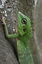 Green Crested Lizard (Bronchocela cristatella), Bako National Park, Sarawak, Borneo, Malaysia