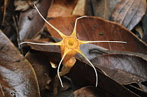 Thismia (Thismia aseroe) saprophytic plant found in deep pockets of decaying leaf litter on limestone hills, Bau, Fairy Cave, Sarawak, Borneo, Malaysia