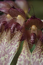 Rainforest Orchid (Bulbophyllum longiflorum) flowers, Semengoh Forest Reserve, Sarawak, Borneo, Malaysia