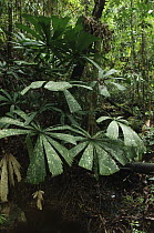 Fan Palm (Licuala bintulensis) leaves, Similajau National Park, Sarawak, Borneo, Malaysia
