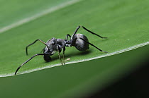 Jumping Spider (Myrmarachne maxillosa) mimicking ant waving its forelegs to mimic antennae of the ant, Kuching, Sarawak, Borneo, Malaysia