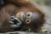 Orangutan (Pongo pygmaeus) baby, Semengoh Wildlife Rehabilitation Centre, Sarawak, Borneo, Malaysia