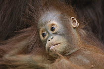 Orangutan (Pongo pygmaeus) baby, Semengoh Wildlife Rehabilitation Centre, Sarawak, Borneo, Malaysia