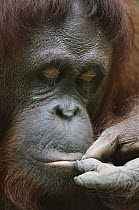 Orangutan (Pongo pygmaeus) feeding, Semengoh Wildlife Rehabilitation Centre, Sarawak, Borneo, Malaysia