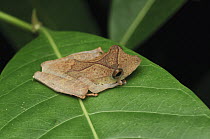 Collett's Tree Frog (Polypedates colletti) juvenile, Lundu, Sarawak, Borneo, Malaysia