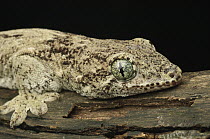 Halamahera Gaint Gecko (Gehyra vorax), Jakarta, Java, Indonesia