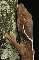 White-line Gecko (Gekko vittatus), Jakarta, Java, Indonesia