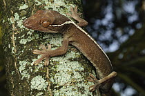 White-line Gecko (Gekko vittatus), Jakarta, Java, Indonesia