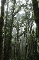 Trees heavily laden with epiphytic plants in the montane rainforest, Lore Lindu National Park, Sulawesi, Indonesia