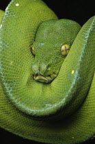 Green Tree Python (Morelia viridis) coiled, Jakarta, Java, Indonesia