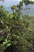Low's Pitcher Plant (Nepenthes lowii), Gunung Mulu National Park, Sarawak, Borneo, Malaysia
