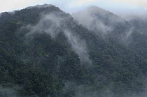 Mist enshrouds the upper montane forest at the summit of Mount Mulu, Gunung Mulu National Park, Sarawak, Borneo, Malaysia