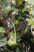 Low's Pitcher Plant (Nepenthes lowii) derives nitrogen nutrients from droppings of Mountain Tree Shrew (Tupaia montana) which are attracted to the nectar secretions, inevitably leaving their scat in t...