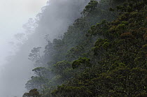 Mist enshrouds the upper montane forest at the summit of Mount Mulu, Gunung Mulu National Park, Sarawak, Borneo, Malaysia