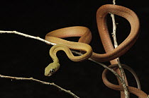Black-headed Cat Snake (Boiga nigriceps), Kubah National Park, Sarawak, Borneo, Malaysia