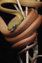 Black-headed Cat Snake (Boiga nigriceps) coiled in branches, Kubah National Park, Sarawak, Borneo, Malaysia