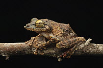 Frilled Treefrog (Rhacophorus appendiculatus) female, Kubah National Park, Sarawak, Borneo, Malaysia