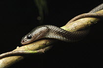 Slender Wolf Snake (Lepturophis borneensis), Kubah National Park, Sarawak, Borneo, Malaysia
