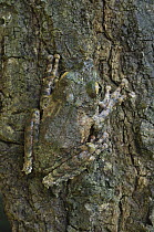 Frilled Treefrog (Rhacophorus appendiculatus) camouflaged on bark, Kubah National Park, Sarawak, Borneo, Malaysia