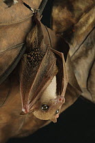 Lesser Long-tongued Fruit Bat (Macroglossus minimus), Bintulu, Bukit Sarang Conservation Area, Sarawak, Borneo, Malaysia