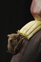 Lesser Long-tongued Fruit Bat (Macroglossus minimus) feeding on the nectar of banana flowers, Bintulu, Bukit Sarang Conservation Area, Sarawak, Borneo, Malaysia