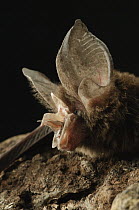 Large-eared Horseshoe Bat (Rhinolophus philippinensis), Bintulu, Bukit Sarang Conservation Area, Sarawak, Borneo, Malaysia