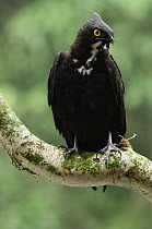 Bat Hawk (Macheiramphus alcinus), Bintulu, Bukit Sarang Conservation Area, Sarawak, Borneo, Malaysia