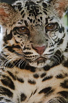 Sunda Clouded Leopard (Neofelis diardi) female, Sarawak, Borneo, Malaysia